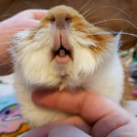 Abyssinian (a·buh·si·nee·uhn) guinea pig